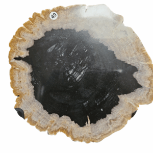 Versteend hout schijf op standaard nr. 49