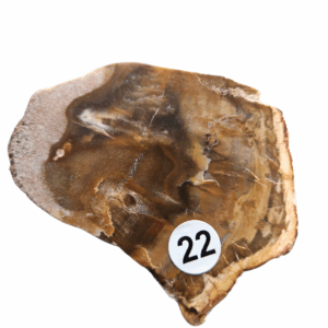 Versteend Hout schijfje nr.22