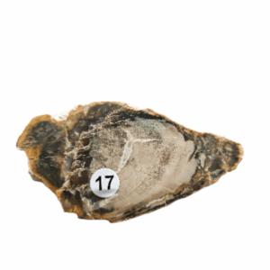 Versteend Hout schijfje nr.17