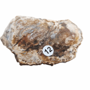 Versteend Hout schijfje nr.12