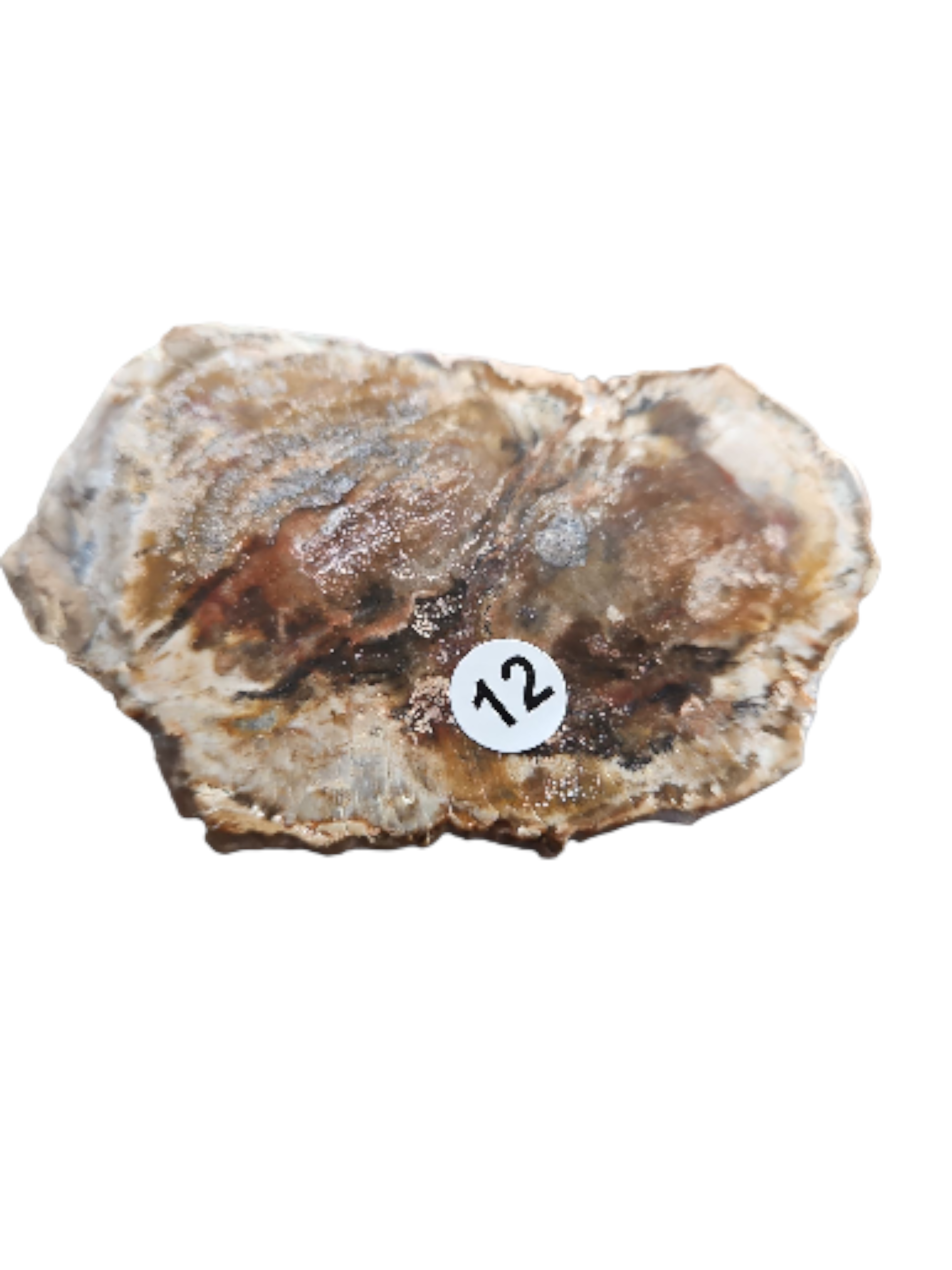 IMG_2427353303852485409