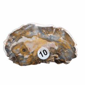 Versteend Hout schijfje nr.10