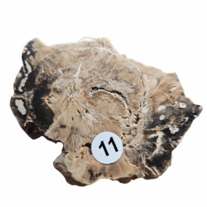 Versteend Hout schijfje nr.11