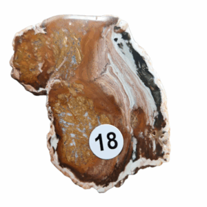 Versteend Hout schijfje nr.18