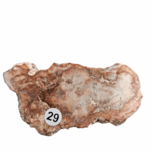 Versteend Hout schijfje nr.29