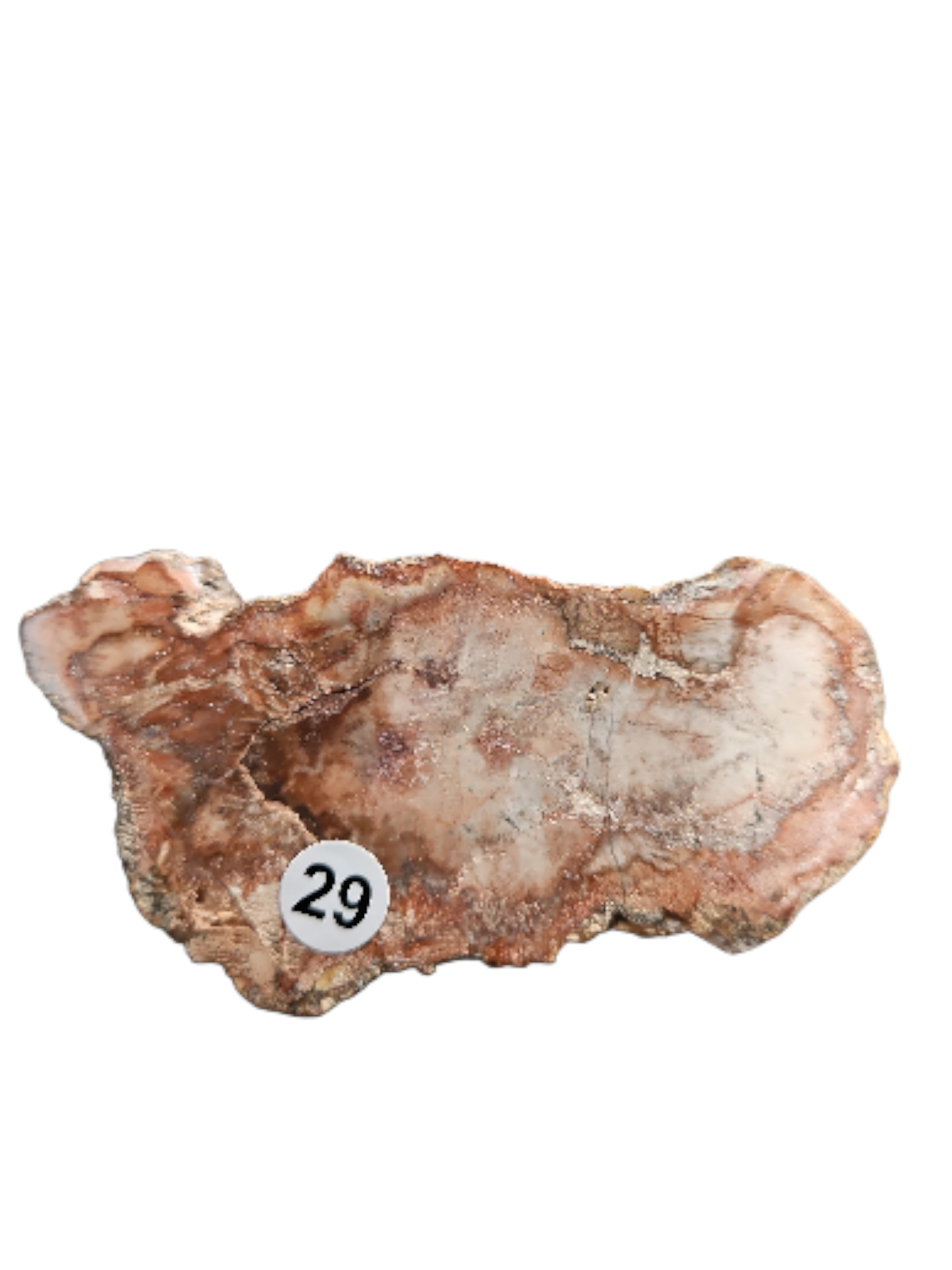 IMG_3366211776199650917