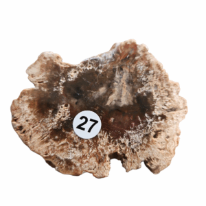 Versteend Hout schijfje nr.27