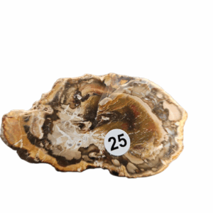 Versteend Hout schijfje nr.25