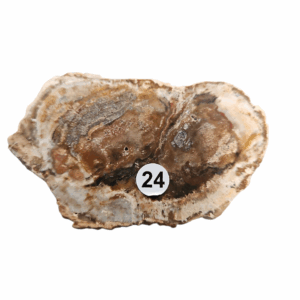 Versteend Hout schijfje nr.24