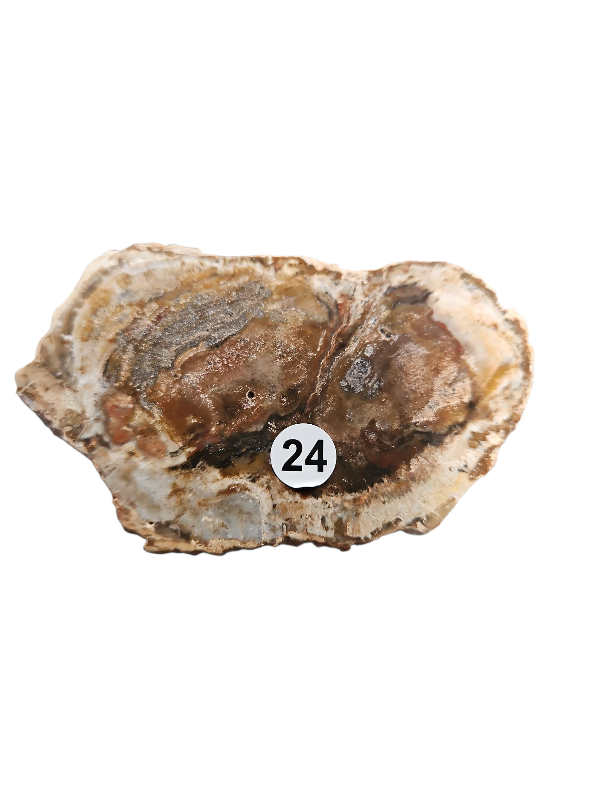 IMG_4579099514650482804