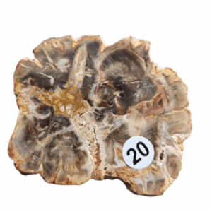 Versteend Hout schijfje nr.20