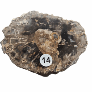 Versteend Hout schijfje nr.14