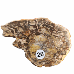 Versteend Hout schijfje nr.26