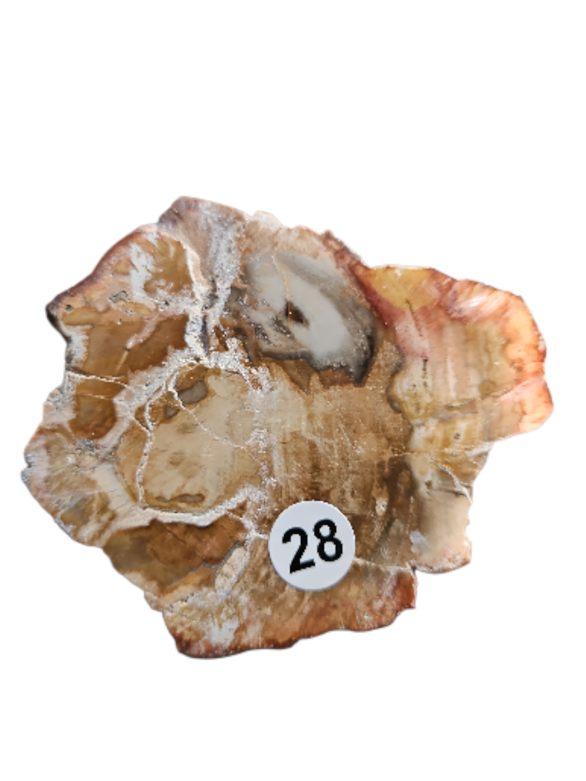 IMG_7146928085544394056