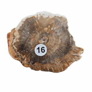 Versteend Hout schijfje nr.16