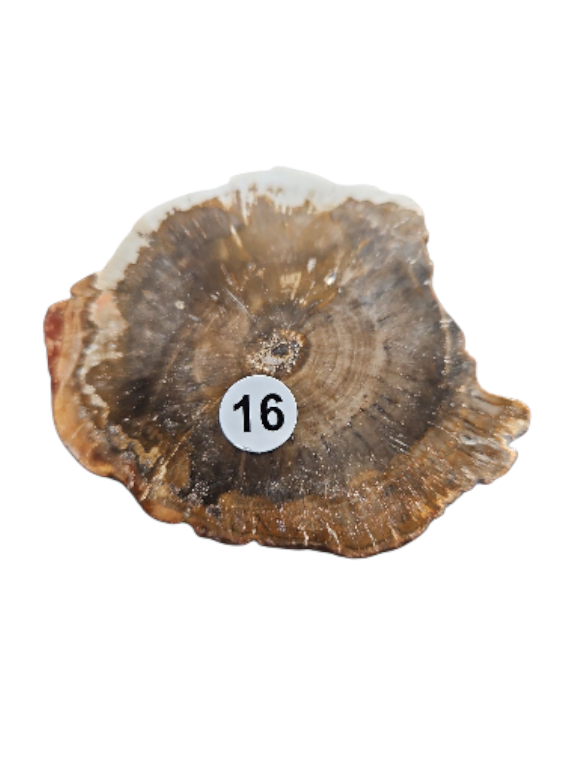 IMG_7557985670848647058