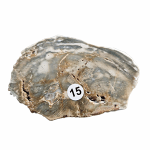 Versteend Hout schijfje nr.15