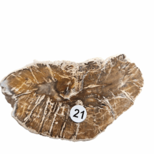 Versteend Hout schijfje nr.21