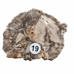 Versteend Hout schijfje nr.19