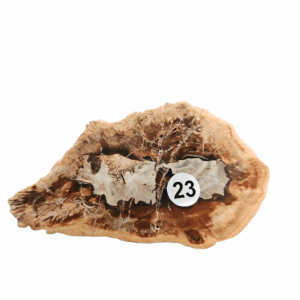 Versteend Hout schijfje nr.23