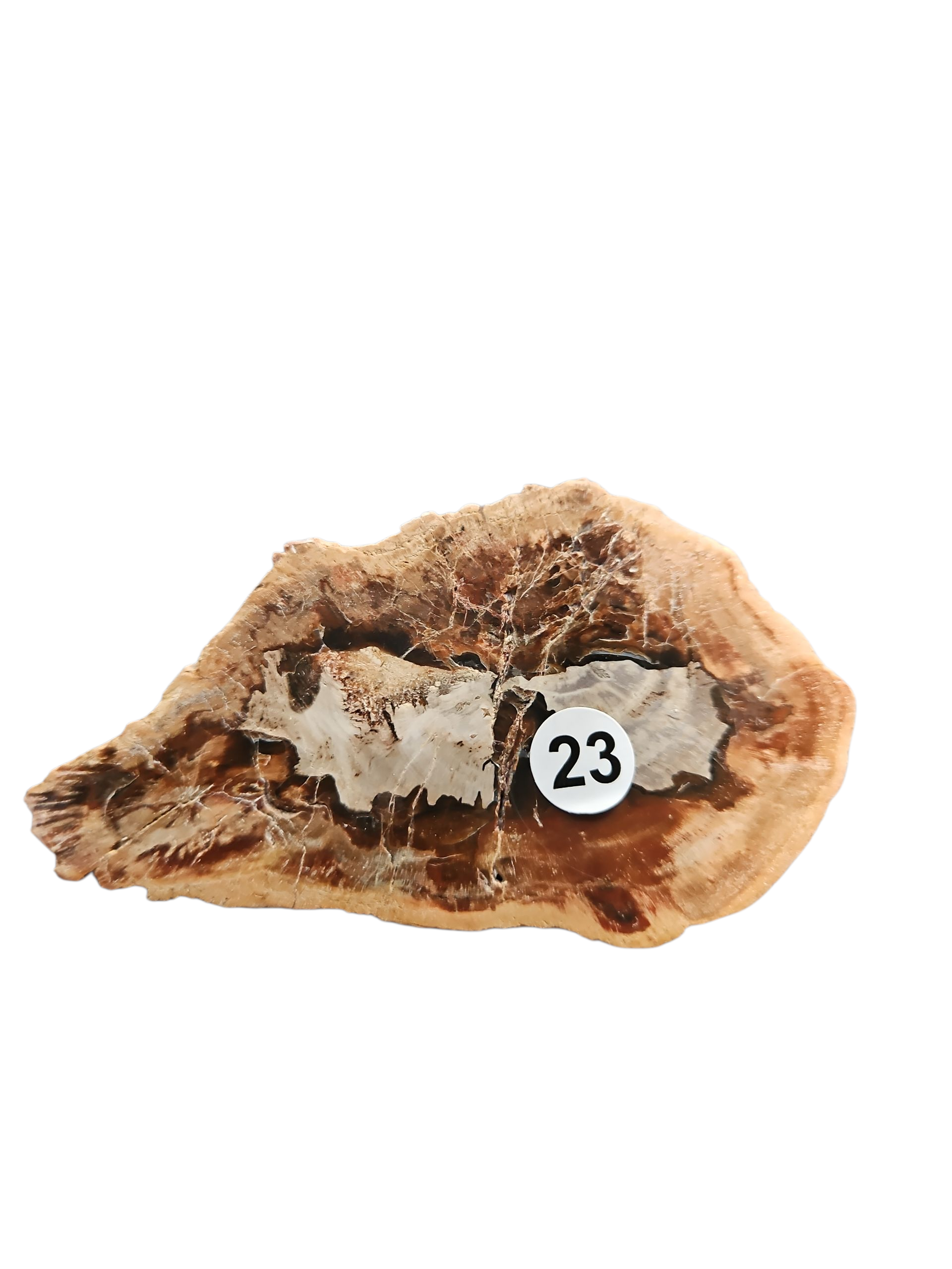 IMG_8563511764245770268