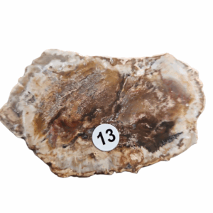 Versteend Hout schijfje nr.13