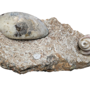 Geweldig mooie Fossiel 3882gram