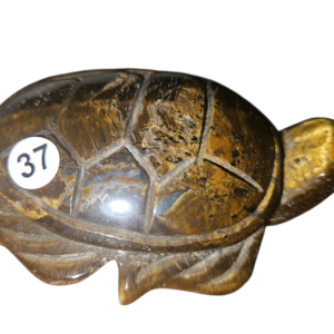 Tijgeroog Schildpad 9.5cm nr. 37